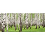 Vliesové fototapety brezy, rozmer 250 x 104 cm