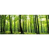 Vliesové fototapety les, rozmer 250 x 104 cm