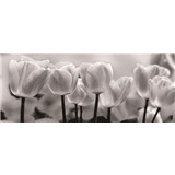 Vliesové fototapety tulipány, rozmer 250 x 104 cm