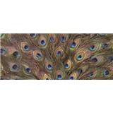 Vliesové fototapety pávie perie, rozmer 250 x 104 cm