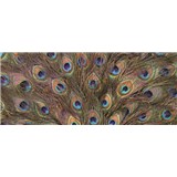 Vliesové fototapety pávie perie, rozmer 250 x 104 cm