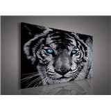 Obraz na stenu tiger tyrkysové oči 75 x 100 cm