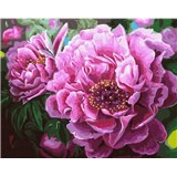 Maľovanie podľa čísel pivonky rozmer 40 x 50 cm
