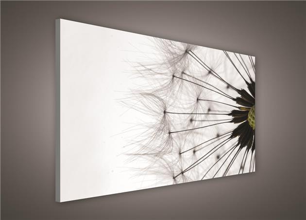 Obraz na stenu púpava 100 x 75 cm