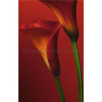 Fototapety Red Calla Lilies, rozmer 183 x 254 cm - POSLEDNÉ KUSY