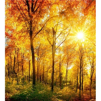 Vliesové fototapety slnečný svit v lese rozmer 225 cm x 250 cm