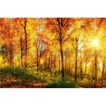 Vliesové fototapety slnečný svit v lese rozmer 375 cm x 250 cm