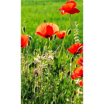 Vliesové fototapety polia s vlčími makmi rozmer 150 cm x 250 cm