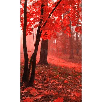 Vliesové fototapety hmlový les rozmer 150 cm x 250 cm