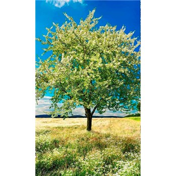 Vliesové fototapety rozkvitnutý strom rozmer 150 cm x 250 cm