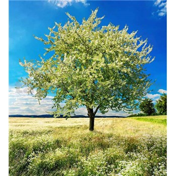 Vliesové fototapety rozkvitnutý strom rozmer 225 cm x 250 cm