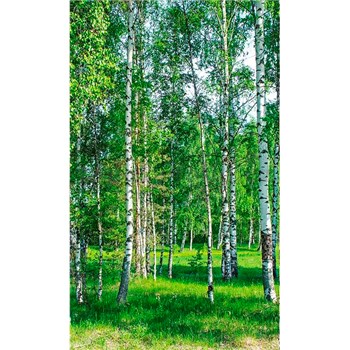 Vliesové fototapety brezy rozmer 150 cm x 250 cm