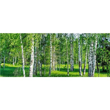 Vliesové fototapety brezy rozmer 375 cm x 150 cm