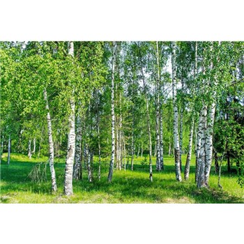 Vliesové fototapety brezový les rozmer 375 cm x 250 cm