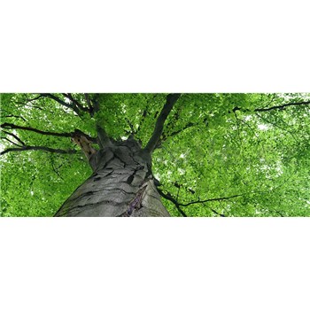 Vliesové fototapety koruny stromov rozmer 375 cm x 150 cm - POSLEDNÉ KUSY