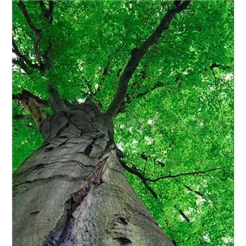 Vliesové fototapety koruny stromov rozmer 225 cm x 250 cm