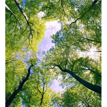Vliesové fototapety stromy rozmer 225 cm x 250 cm