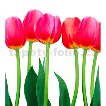 Vliesové fototapety tulipány rozmer 225 cm x 250 cm