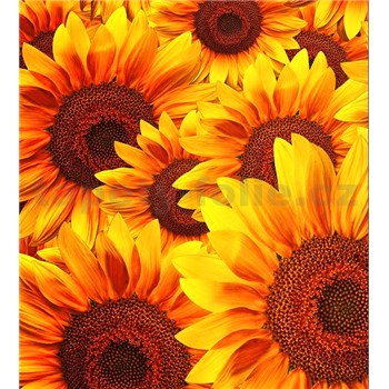 Vliesové fototapety kvety slnečnic rozmer 225 cm x 250 cm