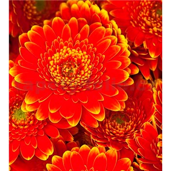 Vliesové fototapety gerbera rozmer 225 cm x 250 cm