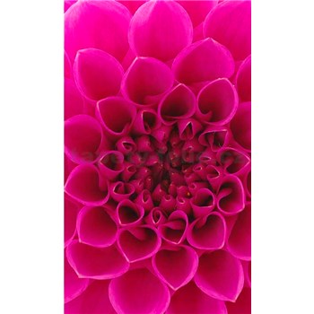 Vliesové fototapety ružové dahli rozmer 150 cm x 250 cm