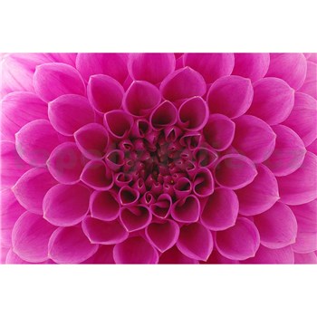 Vliesové fototapety ružové dahli rozmer 375 cm x 250 cm