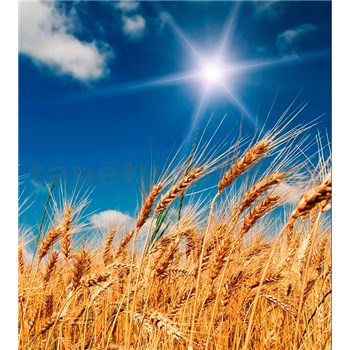 Vliesové fototapety pšeničné polia rozmer 225 cm x 250 cm