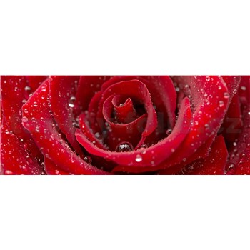 Vliesové fototapety červená ruža rozmer 375 cm x 150 cm