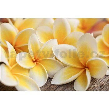 Vliesové fototapety plumeria rozmer 375 cm x 250 cm