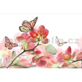 Vliesové fototapety orchidea s motýlmi rozmer 375 cm x 250 cm