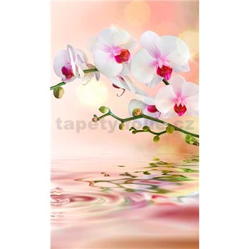 Vliesové fototapety biela orchidea rozmer 150 cm x 250 cm