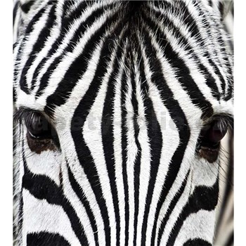 Vliesové fototapety zebra rozmer 225 cm x 250 cm