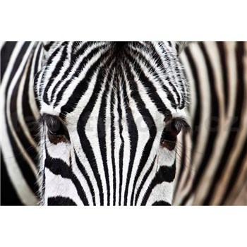 Vliesové fototapety zebra rozmer 375 cm x 250 cm