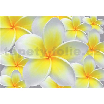 Vliesové fototapety žlté kvety Plumeria, rozmer 312 x 219 cm