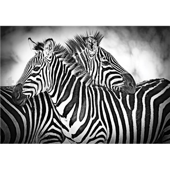 Vliesové fototapety zebry rozmer 368 cm x 254 cm
