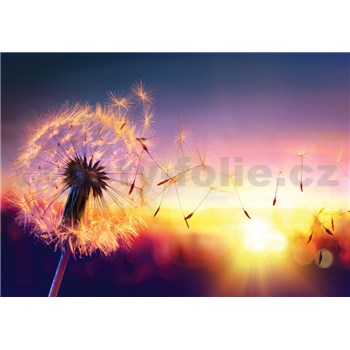 Vliesové fototapety púpava vo vetre rozmer 368 cm x 254 cm