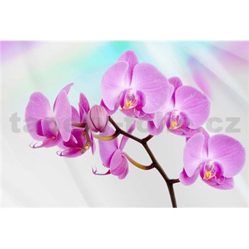 Vliesové fototapety orchidea, rozmer 312 x 219 cm