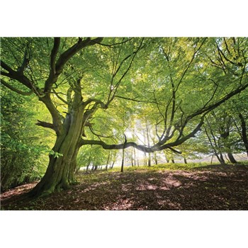 Vliesové fototapety listnatý les rozmer 368 cm x 254 cm