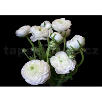 Vliesové fototapety biele kvety na čiernom pozadí rozmer 368 cm x 254 cm