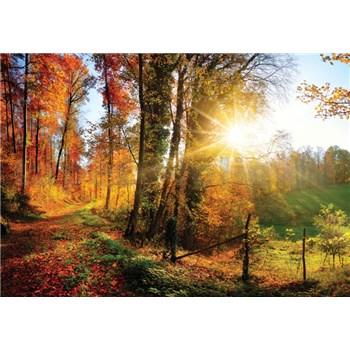 Vliesové fototapety slnko a les rozmer 368 cm x 254 cm