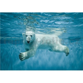 Vliesové fototapety ľadový medveď vo vode rozmer 368 cm x 254 cm