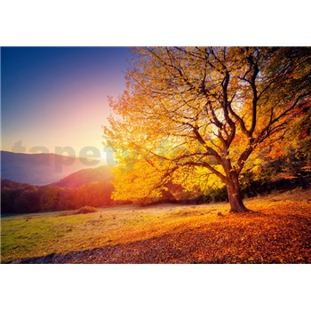 Vliesové fototapety jesenný strom rozmer 368 cm x 254 cm