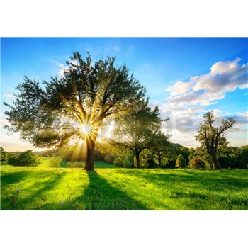 Vliesové fototapety svit slnka v korune stromu rozmer 368 cm x 254 cm