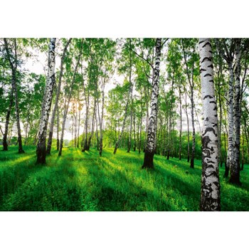 Vliesové fototapety brezový les rozmer 368 cm x 254 cm
