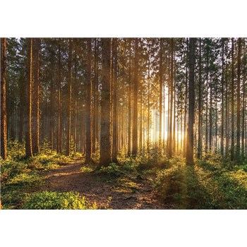 Vliesové fototapety slnečný svit medzi stromami rozmer 368 cm x 254 cm