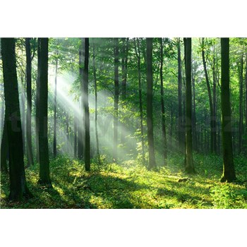Vliesové fototapety slnečný svit medzi stromami rozmer 368 cm x 254 cm