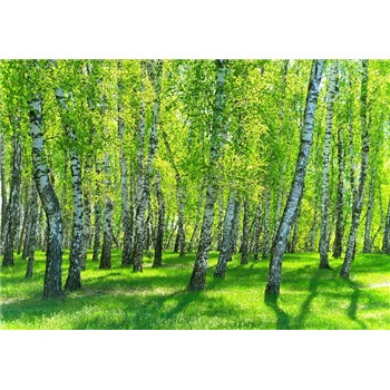 Vliesové fototapety brezový les rozmer 368 cm x 254 cm