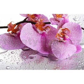 Vliesové fototapety ružová bodkovaná orchidea, rozmer 312 x 219 cm