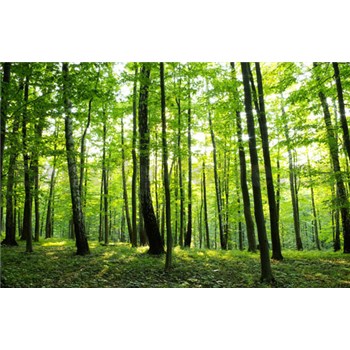 Vliesové fototapety les, rozmer 312 cm x 219 cm