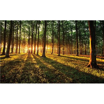 Fototapety les a západ slnka rozmer 368 cm x 254 cm